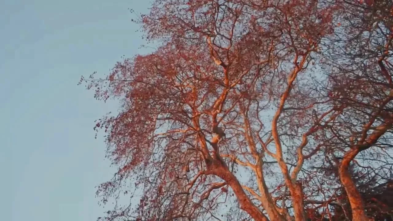 Autumn branches against a pale sky