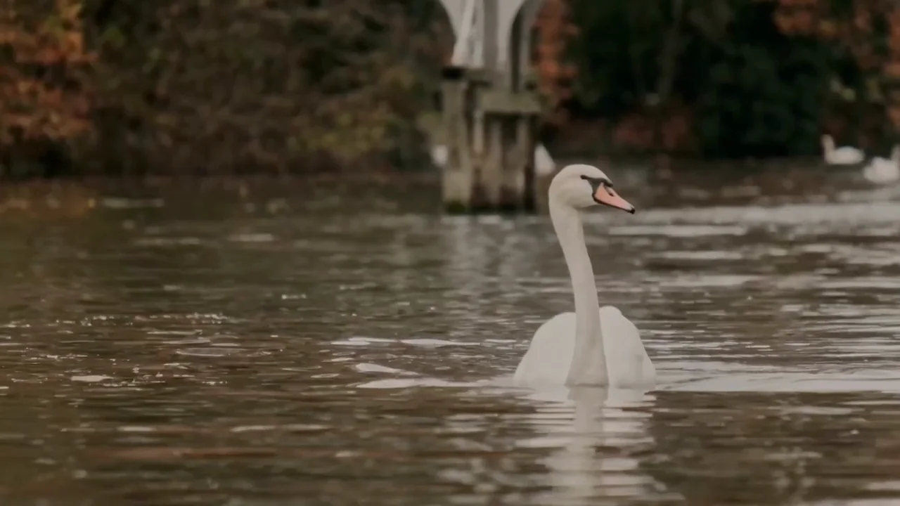 A swan on the river beside the Club